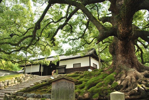 京都人才懂的绝美秘境青莲院