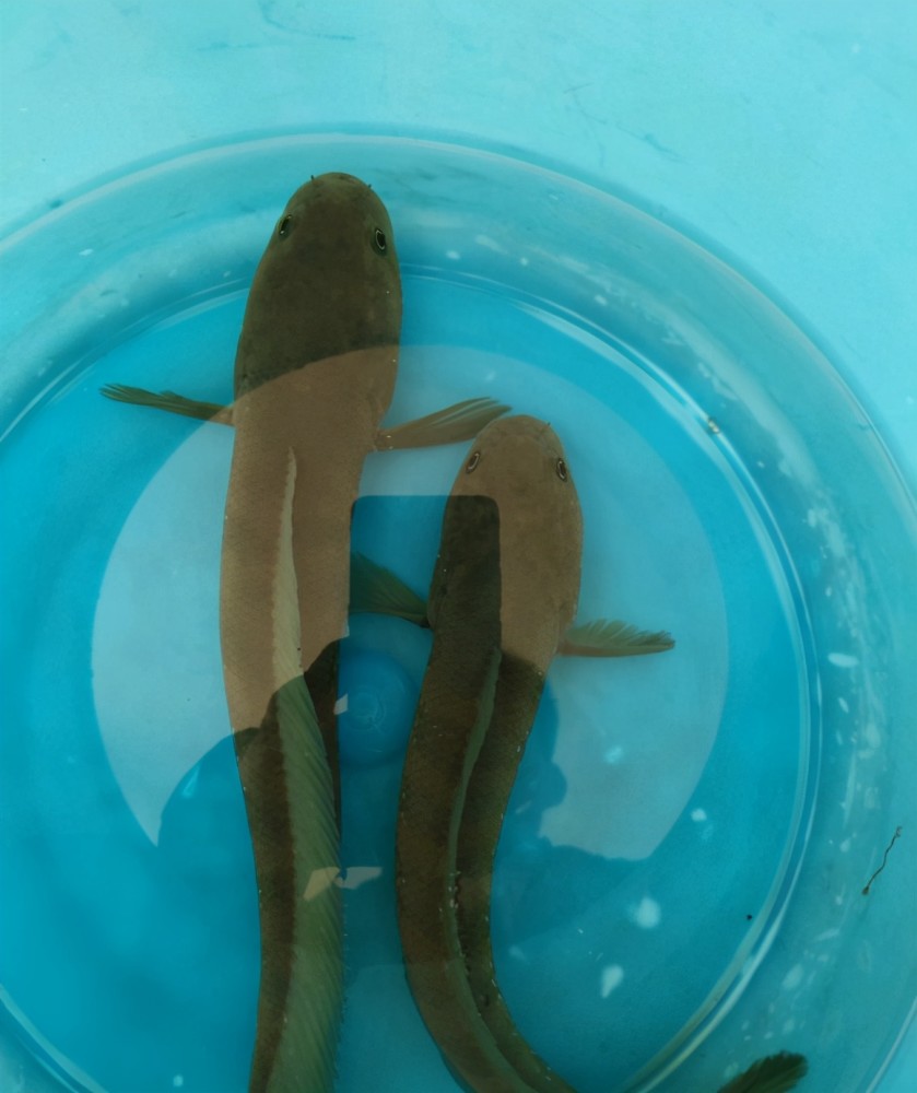 线鳢入侵珠海水域 短短一小水沟里十几条 趴水底清晰可见 腾讯新闻