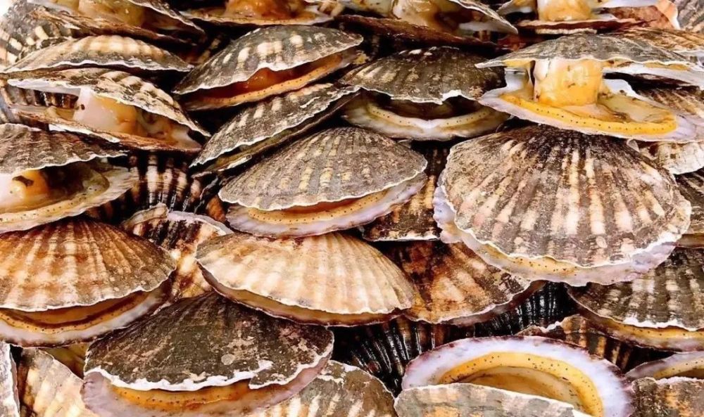 莱州这种海鲜便宜又好吃,遇到这4种,万万不能买!