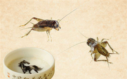 众所周知,古代的公子哥儿们最喜欢养蟋蟀,斗蟋蟀,就算是皇子也不例外