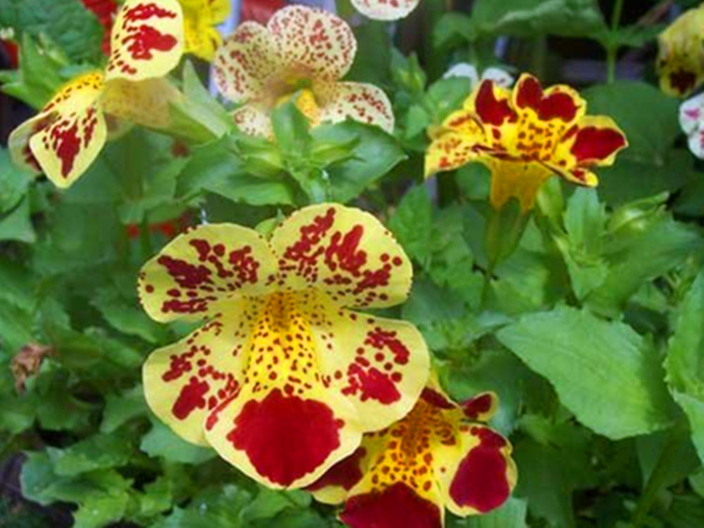 最美人间四月天 播种下这些花 就好像播种下美丽的希望 腾讯新闻