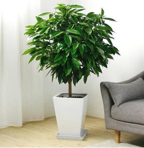 盆栽的平安树应该如何晒太阳