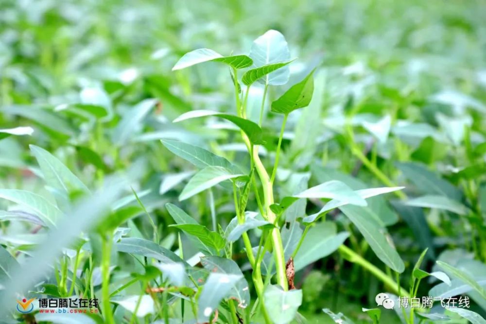 博白蕹菜将迎来新规范!