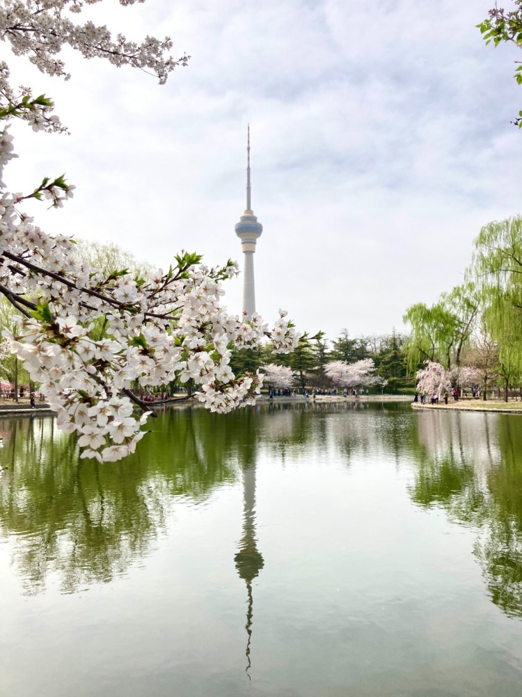 高清美图北京玉渊潭公园樱花怒放如梦似幻