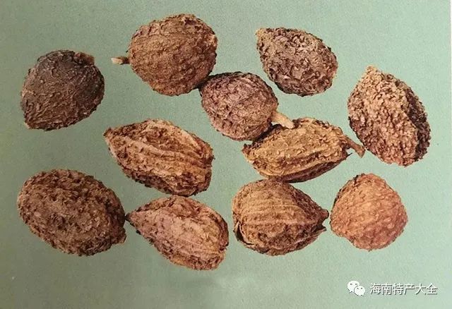 海南四大南药是哪些你认识它们吗