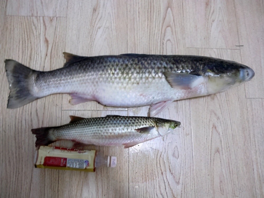 钓乌头鱼做好这几件事就算鱼口再难抓钓到鱼也不太难