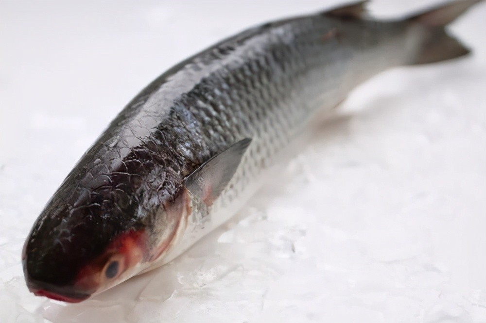 钓乌头鱼做好这几件事就算鱼口再难抓钓到鱼也不太难