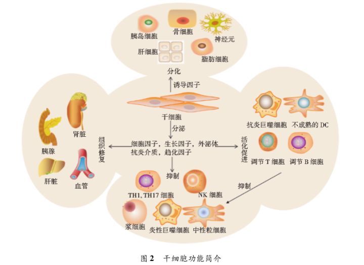 幹細胞治療糖尿病臨床研究獲得國家批准了