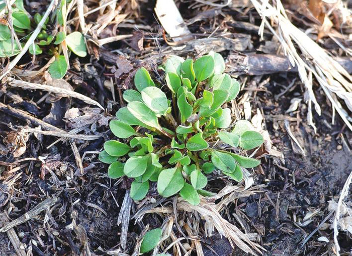 清明踏青身边的这些植物你认识多少 腾讯新闻
