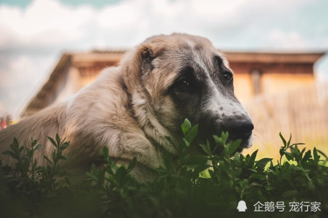 青青河边草 狗狗爱吃草 狗为什么要吃草 不会是有异食癖吧 腾讯网