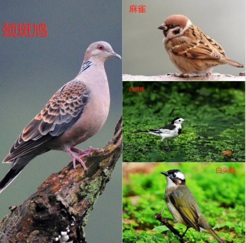 有奖话题国际爱鸟日开什么愚人节玩笑麻雀故事会来了都来爱鸟