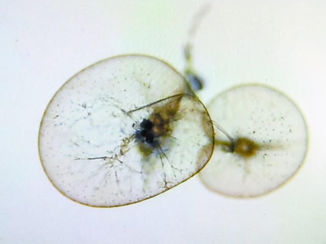 由于人们的猎奇心理,这场由海水中一种名为"夜光藻