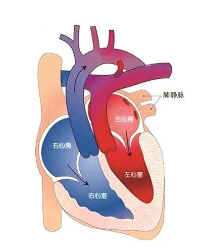 你说,你说,为何你的心有两个心房,两个心室,我住哪?