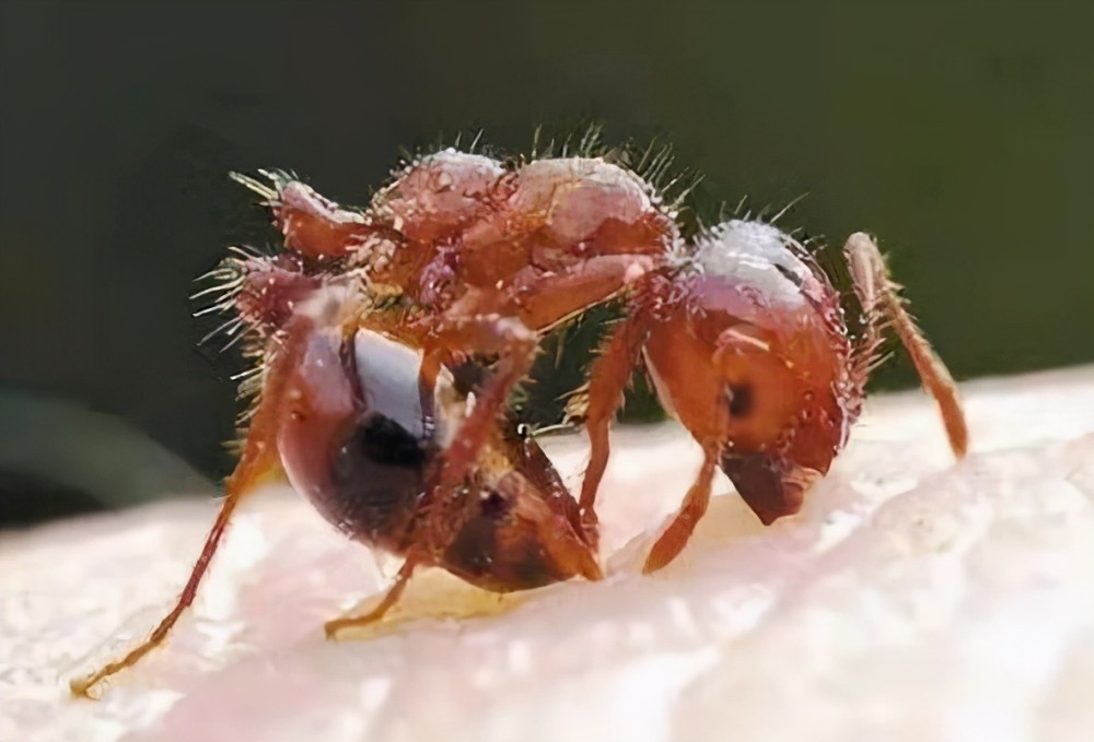 全球百大入侵物种红火蚁已传播至我国多个省市你的家乡中招了没