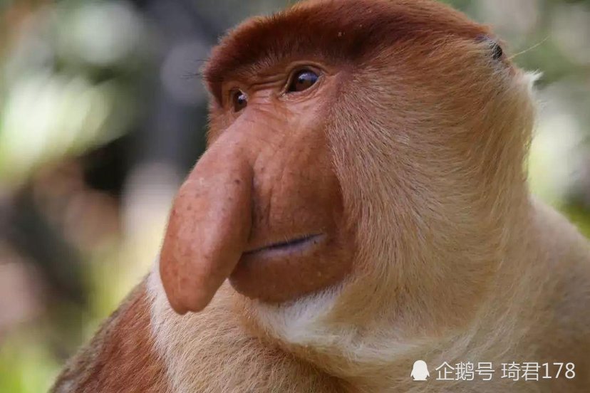 马来西亚奇怪生物 长鼻猴 腾讯新闻
