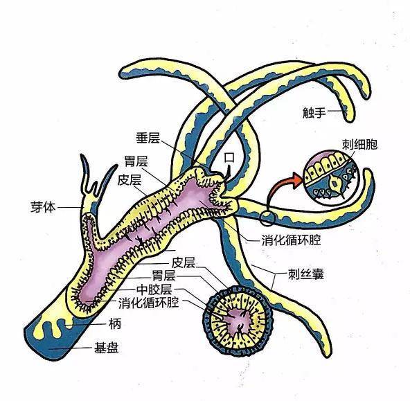 腔肠动物运动方式图片