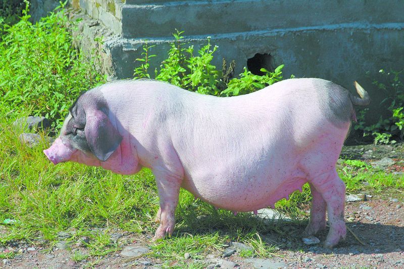 柳州市场上卖的土猪肉并非你想象的土猪肉