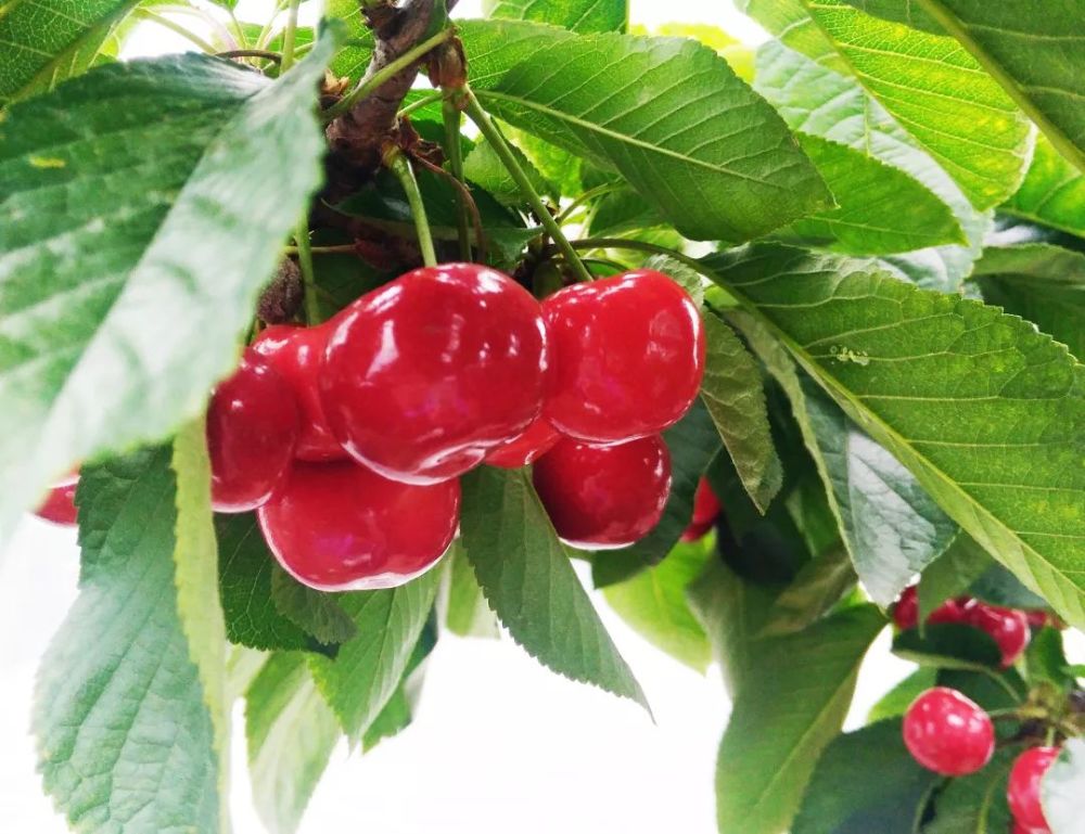 先锋先锋甜樱桃的特点是长柄,果实大,果顶平.