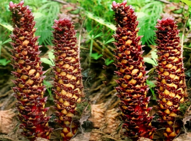 说这是草苁蓉,是一种滋补强壮药,以前常见,但是由于有滋补的作用,慢慢