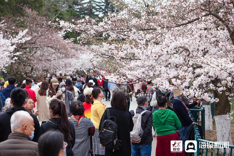 首届青岛樱花节开启众多游客前来赏花
