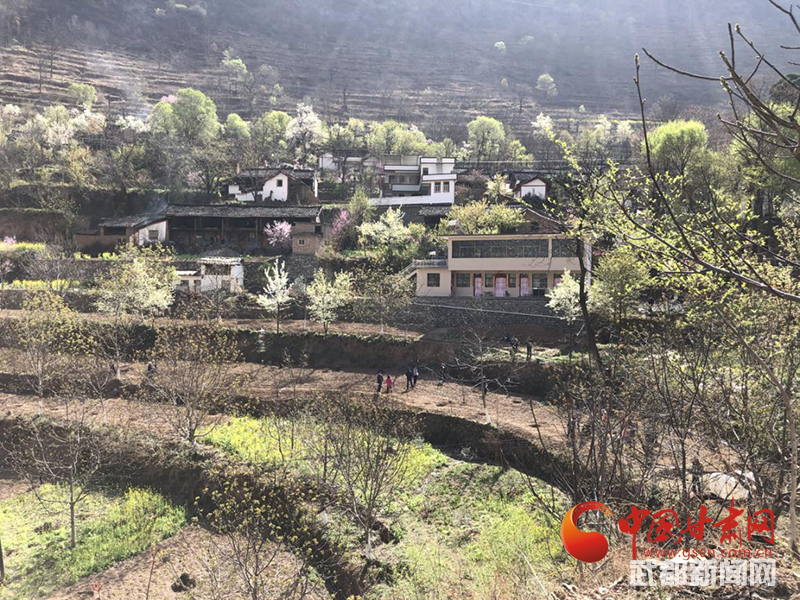 今年开春以来,洛塘镇紧紧围绕《陇南市油橄榄产业三年倍增行动计划》