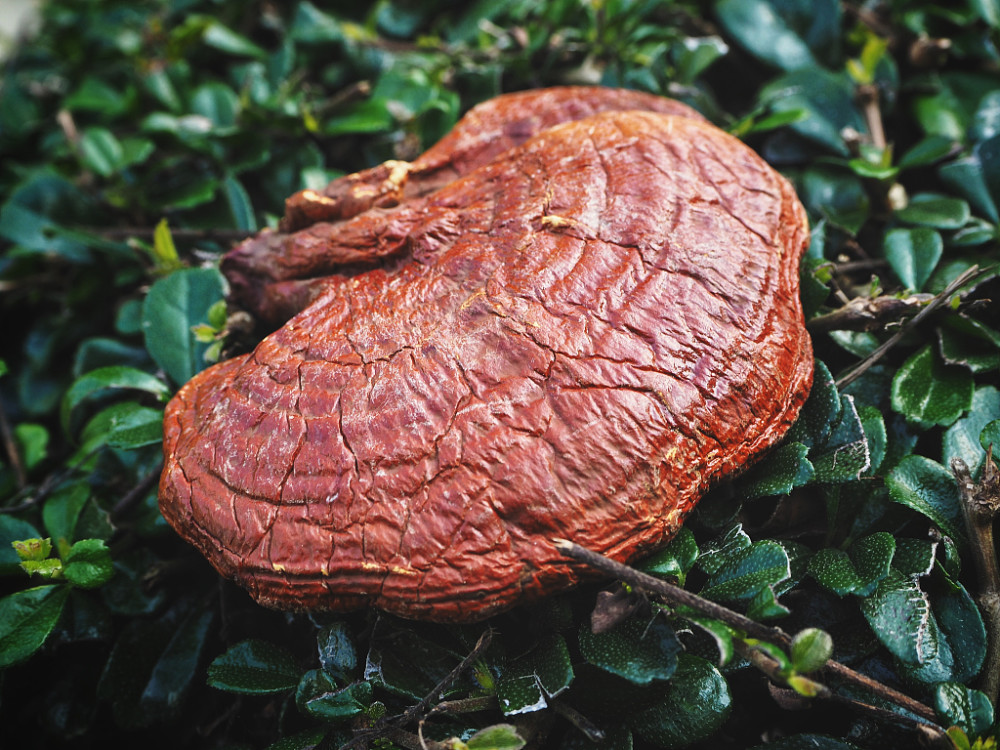 中科灵芝认为灵芝生长和环境的关系以及分布