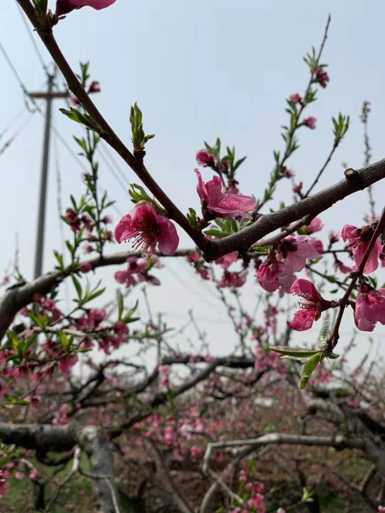 21年清明节放假几天 又为什么清明节要扫墓郊游植树呢 腾讯新闻