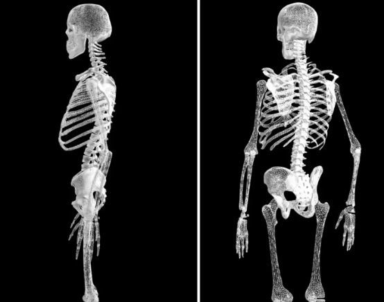 都是人类西方人有206块骨头为何东方人只有204块