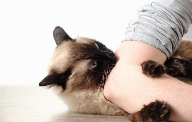 铲屎官请注意猫咪咬主人的手其实是想告诉你这6件事