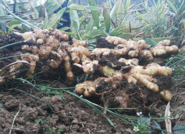 生姜栽培后如何管理 不会管理生姜的看过来 腾讯新闻