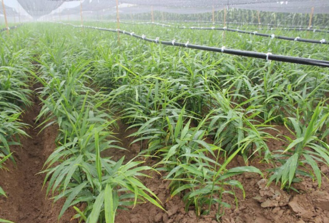 生姜栽培后如何管理 不会管理生姜的看过来 腾讯新闻