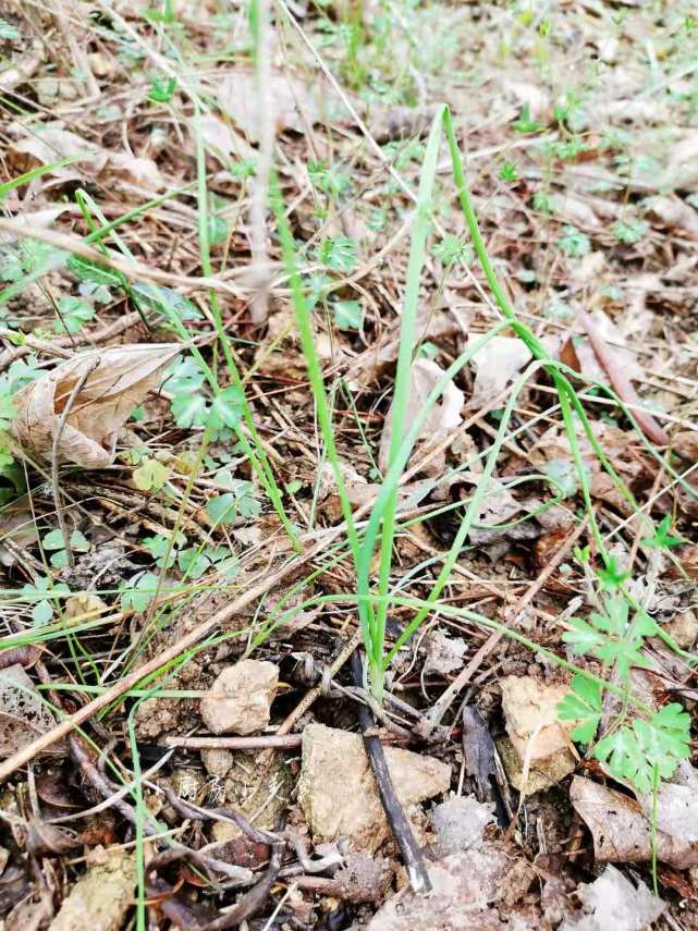 春天野地裡藏著美味只要肯動手總會有收穫挖一把野菜回家嚐鮮