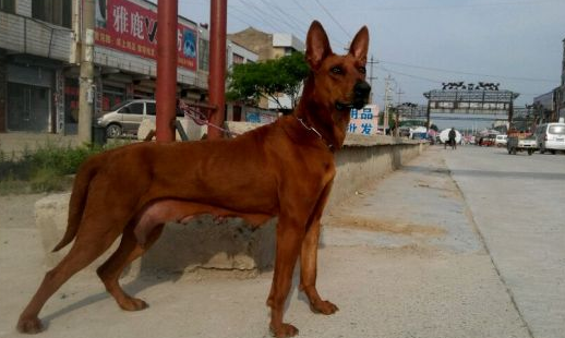 混血的黑狼犬和红狼犬在你心中谁是国产犬中当之无愧的战神