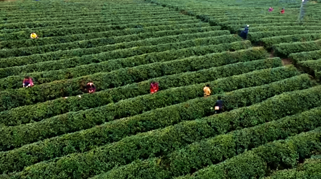 黔南各地的茶叶种植基地,生产,加工实现标准化,都匀毛尖茶证明商标