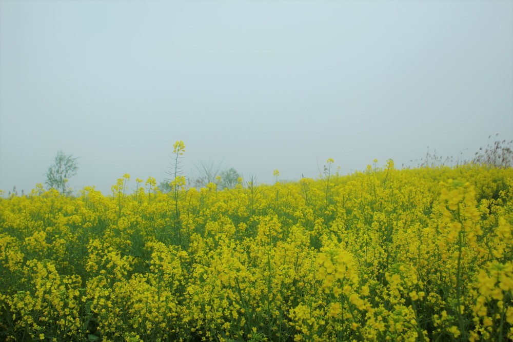 洋湖体育公园油菜花图片