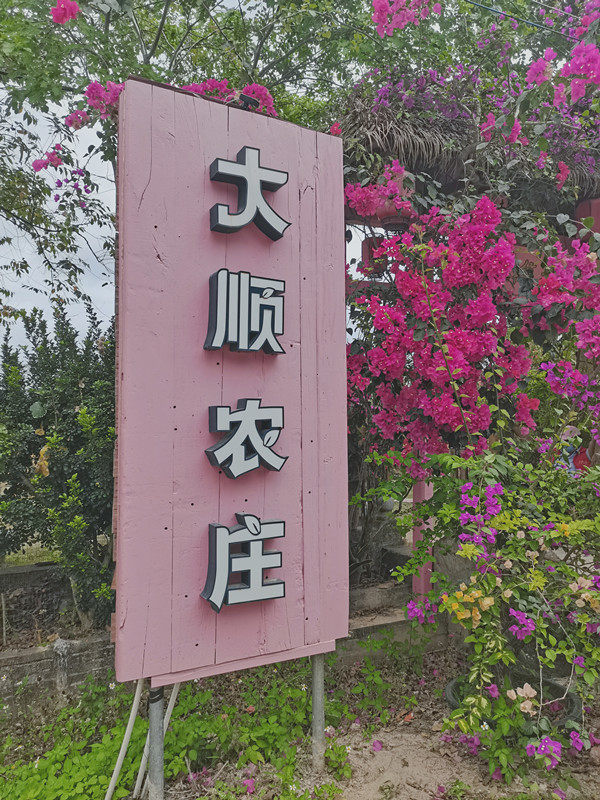 但是今天小编给大家推荐的,是琼海大顺农庄的樱花!