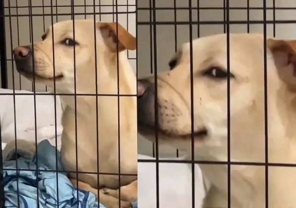 狗子做错事被关禁闭,主人看到它的眼神之后差点被气死