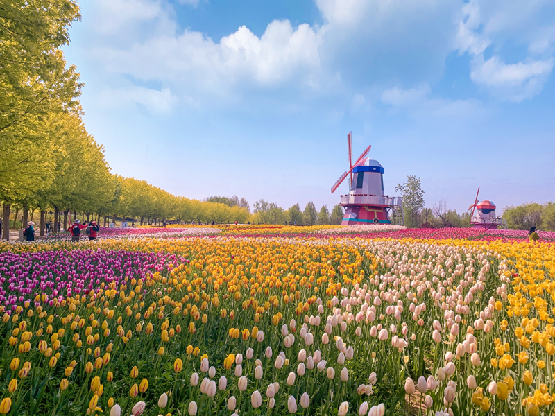 11万平米郁金香花海北京国际鲜花港为你打开人间四月天