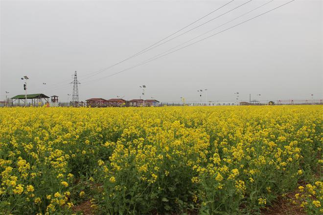 安平县第五届油菜花鉴赏月开幕 万亩花田等你来赏_腾讯新闻