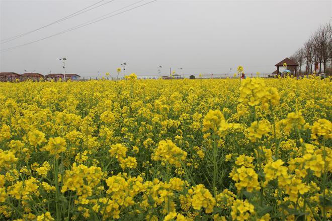 安平县第五届油菜花鉴赏月开幕 万亩花田等你来赏_腾讯新闻