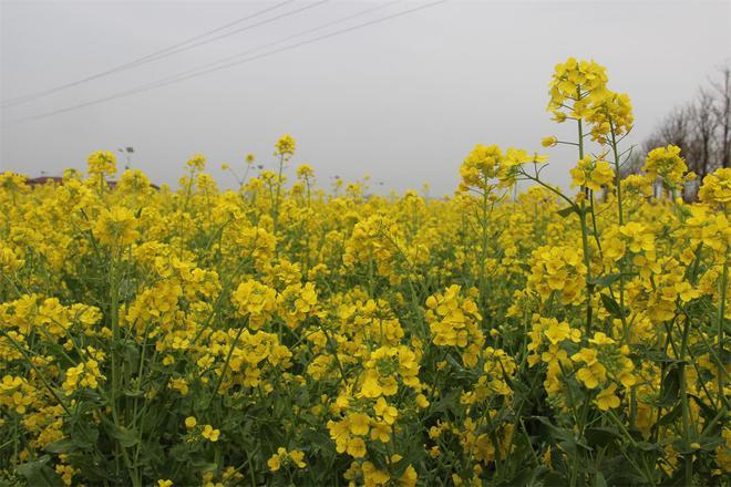 安平县第五届油菜花鉴赏月开幕 万亩花田等你来赏_腾讯新闻