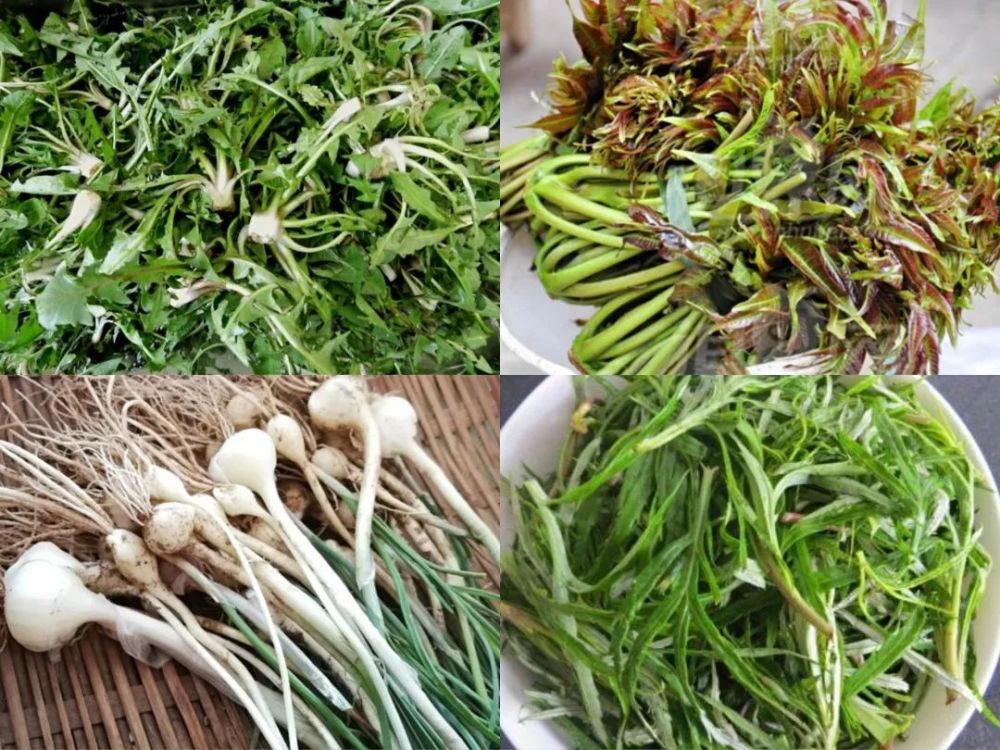 这是大自然给我们的馈赠鲜嫩清新的春菜到了吃春菜的好时节阳春三月