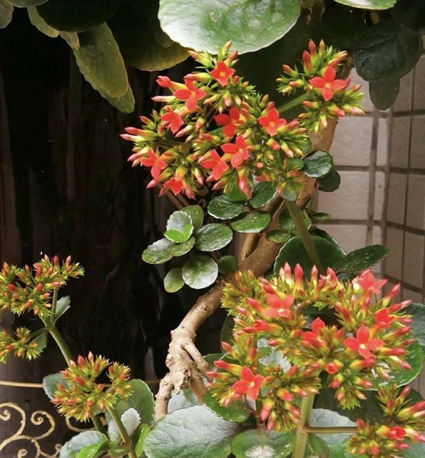 养10年的长寿花变成老桩了用2个方法1个经验养好开花旺