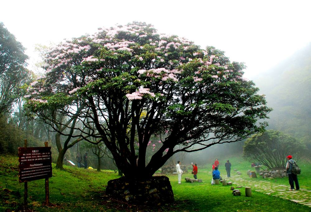 (图片由景区提供)路遇高山千年杜鹃王,来许下美好心愿吧祈福指南:顺绕