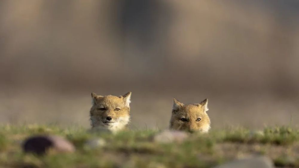 会员佳作|鲍永清:藏狐成长的岁月