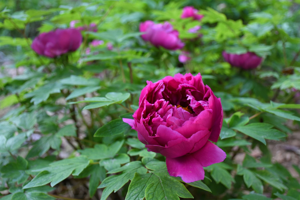 收費賞花公園:中國國花園,隋唐城遺址植物園,國家牡丹園門票價格為非