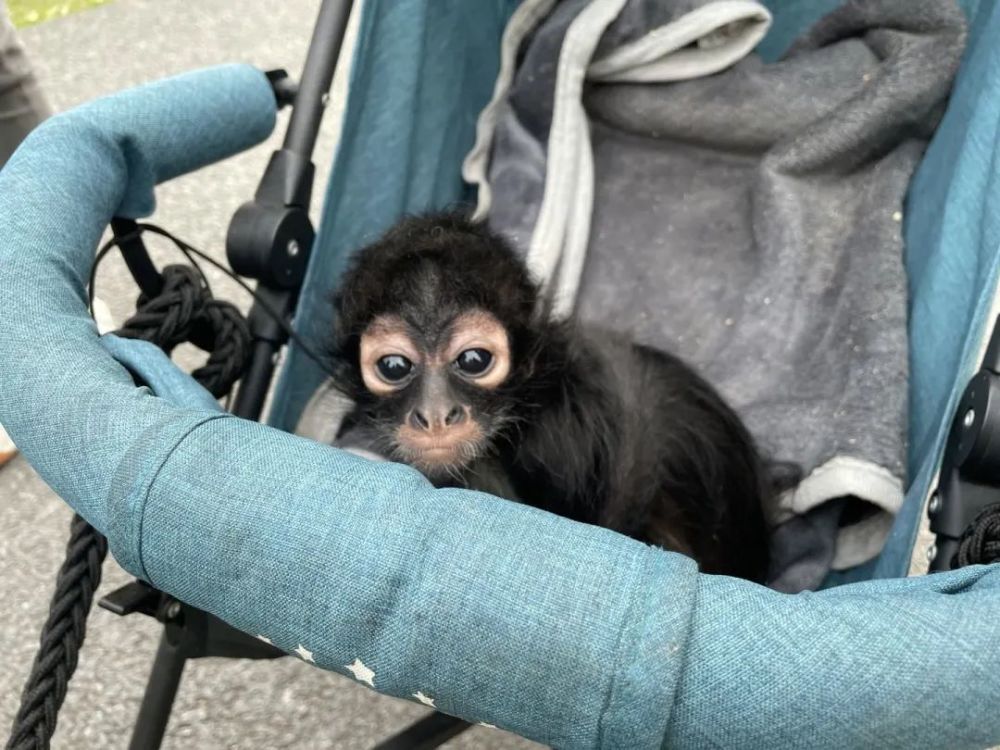 準備的baby車走路還大搖大擺是哪家的