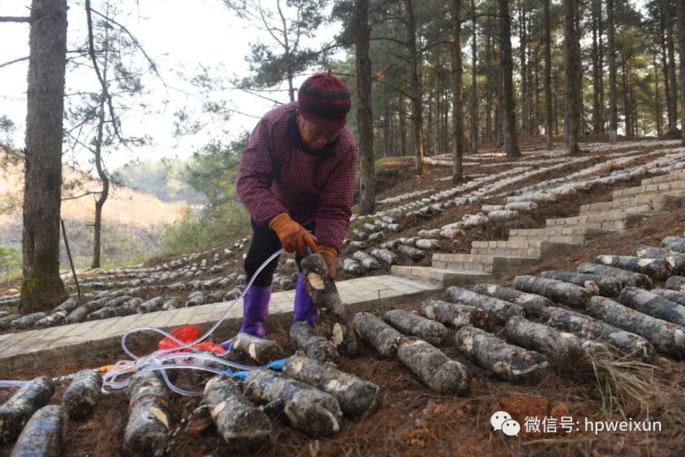 奋斗百年路启航新征程黄平县因地制宜打造林下食用菌聚宝盆