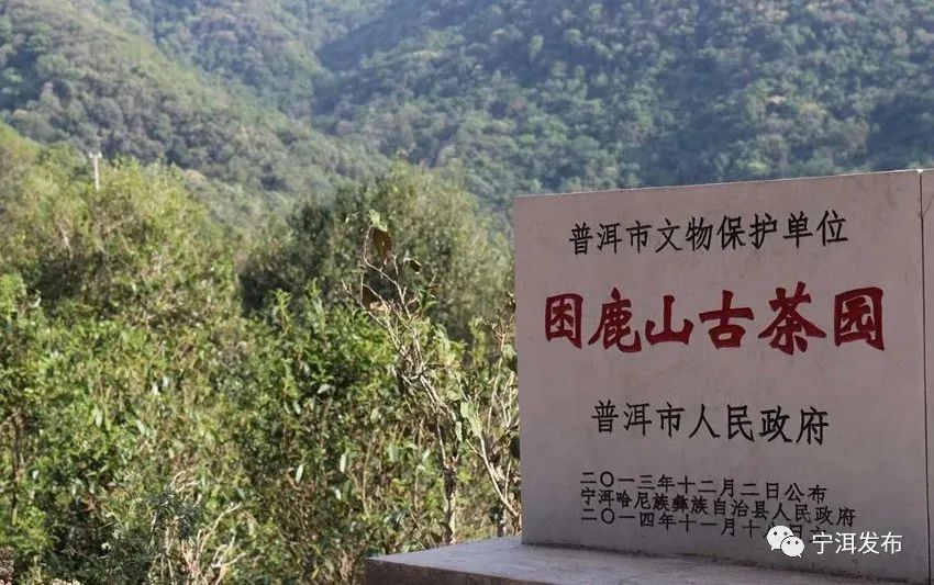 宁洱困鹿山茶园栈道建成,可否一起漫步这草木间?