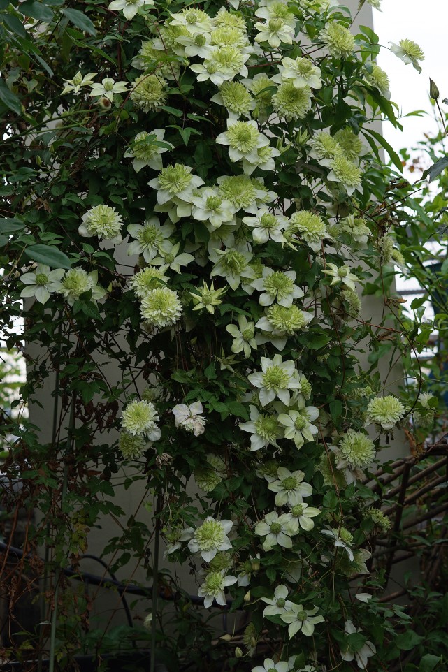 耐阴藤本花卉铁线莲绿玉北阳台也能种还能给你一面花墙